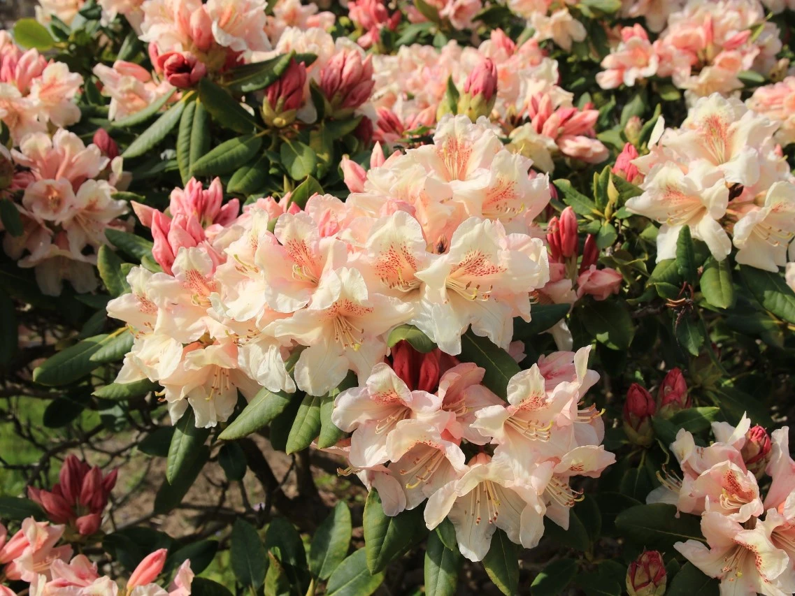 'Dairymaid'